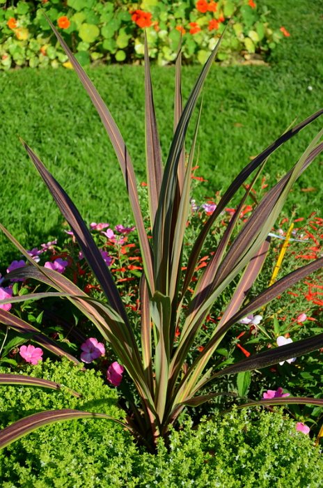 Cordyline x 'Caruba Black'